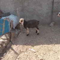 میش و بره