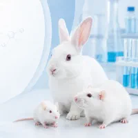 موش آزمایشگاهی رت آزمایشگاهی