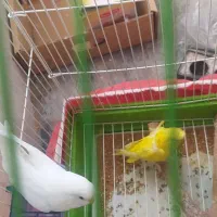 مرغ عشق پروانه ای رینیو