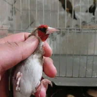 سهره قناری ۱۰۰۰