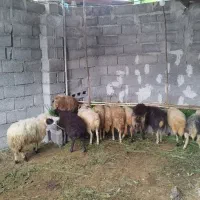 بره نر و ماده