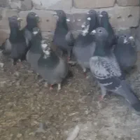 ۳۸ تا کفتر پلاکی نسل مسافتی فروشی