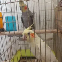 عروس هلندی نر و ماده جفت تخم گذار