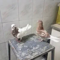 سه جفت جوجه کفتر جیر خوش رنگ وزیبا