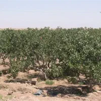 زمین-کشاورزی-درخت-پسته