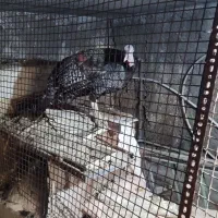 بوقلمون ماده