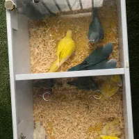 راهب لوتینو