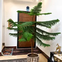 کاج مطبق بسیار زیبا، پرپشت و سالم