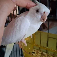 عروس هلندی