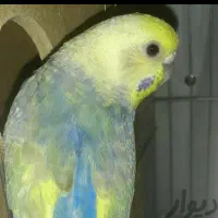 مرغ عشق رینبو ورنگین کمانی وپروانه ای وبلک وینگ