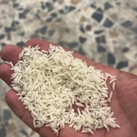 برنج هاشمی و دم زرد تازه تبدیل سورتینگ شده