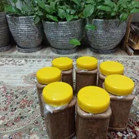 کمرت رو با ما فولادی کن
