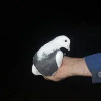 کبوتر پرنده