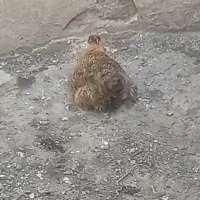 3عددمرغ تخم گذار