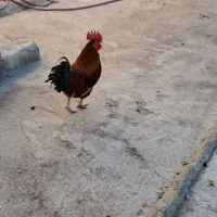 خروس جوان وسالم وچاق