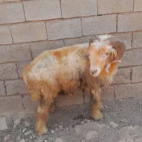 شوشتر روستای دربه خزینه