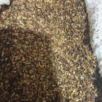 کنجد خوراکی و بذری