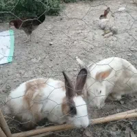 خرگوش لوپ وخرگوش سفید چشم سرخ وخروس برهما دراک