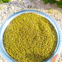 ماش بذری درجه یک