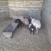 میش وبره