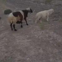 گوسفند