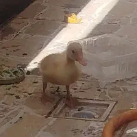 جوجه اردک