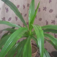 گل عنکبوتی