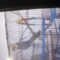 عروس هلندی طوسی