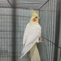 عروس هلندی