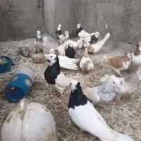 کبوتر طوقی و ساده