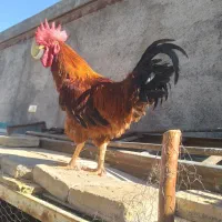 مرغ و خروس لاری