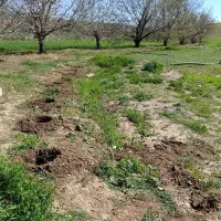 انواع چاله کنی درخت و پایه فنس