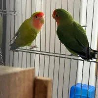 طوطی برزیلی