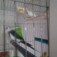 عروس هلندی نروماده چَشم شرابی