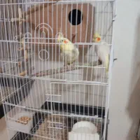 تعدادی پرنده عروس هلندی مولد در رنگهای مختلف