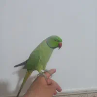 طوطی ملنگو