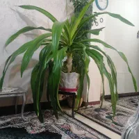 گیاه اشک ملکه سالم