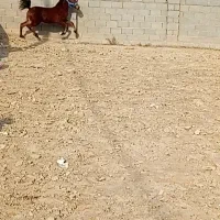 کره مادیان کرد دوسر