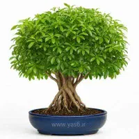 هرس رایگان درخت شاتوت(توت)
