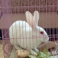 خرگوش دستی با قفس