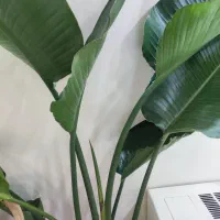 گل طبیعی نیکولای