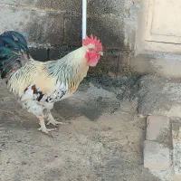 خروس