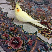 عروس هلندی