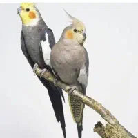 عروس هلندی گم شده حوالی الهیه