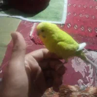 مرغ عشق|پرنده|هیرمند, |دیوار