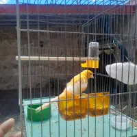 قناری ماده آماده تخم