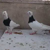 کبوتر طوقی
