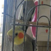 عروس هلندی ومرغ عشق