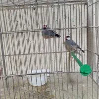 فنچ بلبلی نرگسی مولد کارداده