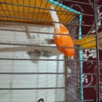 قناری رد فاکتور اورجینال اصل